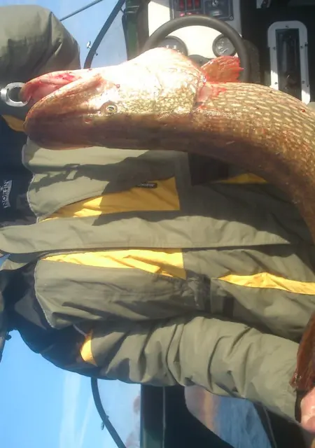 Я Gadzila, 54, знакомлюсь для постоянных отношений в Йошкар-Оле